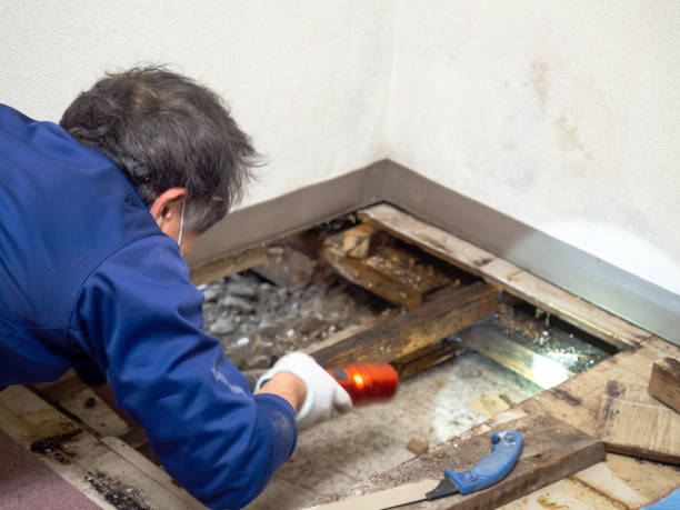 Best Post-Flood Mold Remediation in Highland, IL