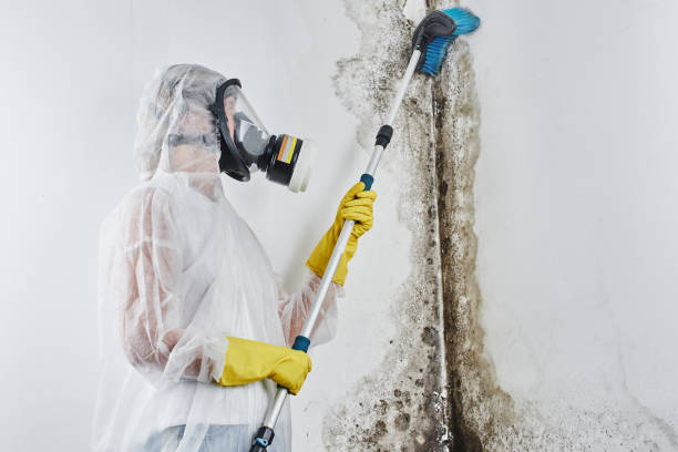 Highland, IL Mold Remediation Company