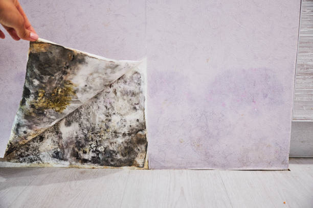 Best Bathroom Mold Remediation in Highland, IL